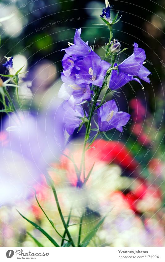 Blumensommer mehrfarbig Außenaufnahme abstrakt Morgen Tag Licht Reflexion & Spiegelung Lichterscheinung Sonnenlicht Sonnenstrahlen Gegenlicht Unschärfe