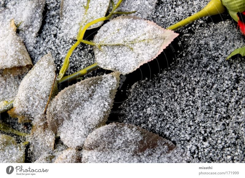 Weißer Hauch Farbfoto Außenaufnahme Menschenleer Tag Eis Frost Schnee Pflanze Rose Blatt Friedhof Kunstblume Stein trist schwarz weiß Mitgefühl trösten ruhig