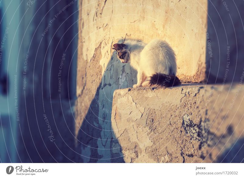 Der richtige Moment Mauer Wand Haustier Katze 1 Tier sitzen warten Neugier Wärme braun gelb weiß entdecken beobachten fokussieren gespannt Farbfoto