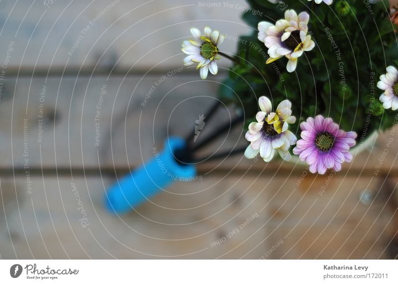 Garten zum in die Ecke stellen Farbfoto Außenaufnahme Makroaufnahme Menschenleer Textfreiraum links Textfreiraum unten Schwache Tiefenschärfe Vogelperspektive