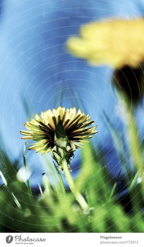 Spieglein, wer ist die schönste Butterblume im ganzen Land? Farbfoto Außenaufnahme Reflexion & Spiegelung Sommer Pflanze Blume Wiese glänzend Blick Gelassenheit