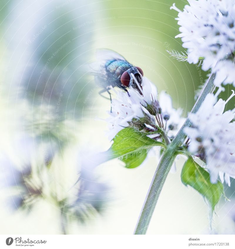 Feinschmecker Umwelt Natur Pflanze Tier Blatt Blüte Minze Minzeblatt Garten Fliege Insekt Schmeißfliege 1 Blühend Fressen natürlich Duft Farbfoto Außenaufnahme