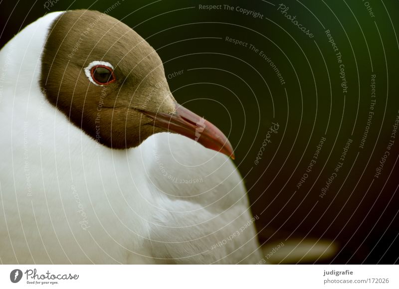 Möwe Natur Tier Wildtier Vogel 1 Blick niedlich schön Lachmöwe Schnabel Auge Feder Farbfoto Gedeckte Farben Außenaufnahme Tag Tierporträt Oberkörper Profil