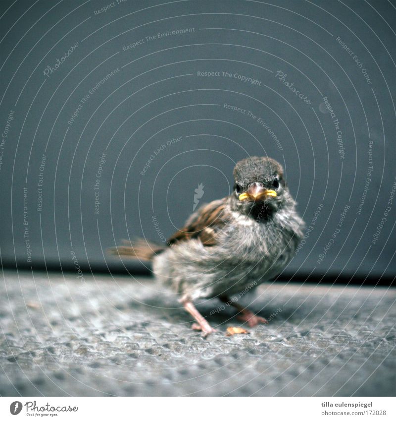 piep. Farbfoto Außenaufnahme Menschenleer Zentralperspektive Tier Wildtier Vogel Flügel 1 beobachten warten Hemmung verstört kalt hilflos Spatz Sperlingsvögel