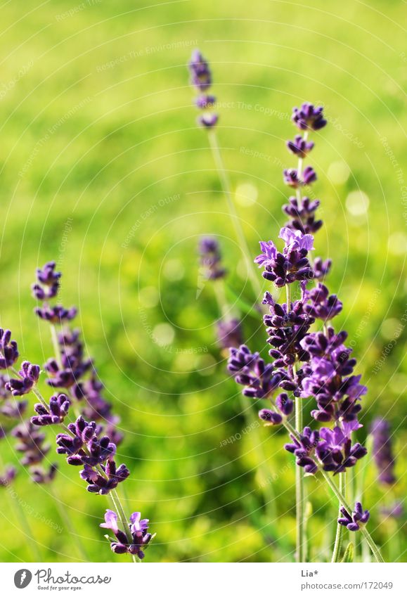 Sommertraum Farbfoto Textfreiraum oben Tag Sonnenlicht Schwache Tiefenschärfe Pflanze Frühling Schönes Wetter Blume Wiese glänzend hell grün violett