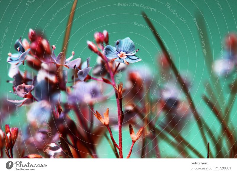 im nächsten jahr wieder... Natur Pflanze Sommer Herbst Schönes Wetter Blume Gras Blatt Blüte Wildpflanze Veronica Garten Park Wiese Feld Blühend Duft verblüht