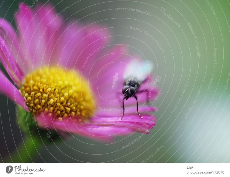 Blumenwächter Farbfoto Außenaufnahme Detailaufnahme Makroaufnahme Textfreiraum rechts Blick Blick in die Kamera Pflanze Fliege 1 Tier Blühend sitzen frech