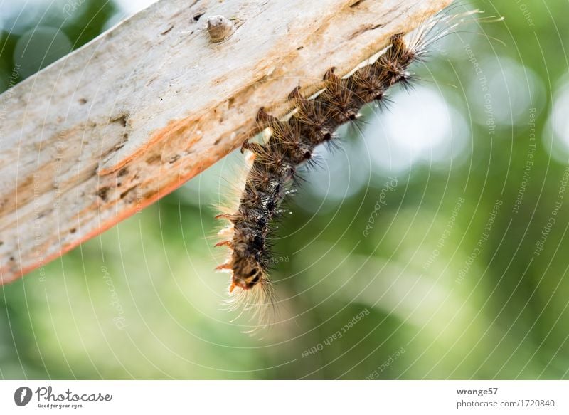 Mal so richtig abhängen Tier Sommer Wildtier Raupe 1 festhalten krabbeln klein braun grün hängend hängen lassen kopfvoran Waldrand Feldrand Erholung