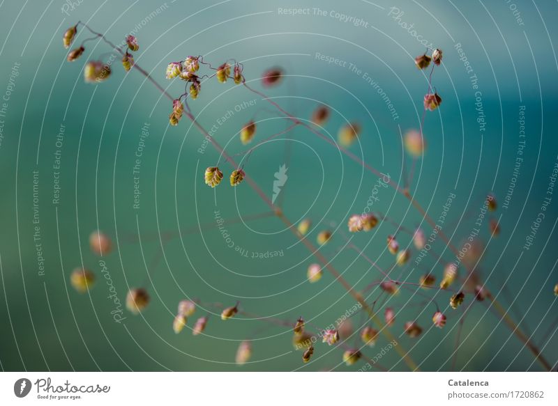 Zittergras vor Türkisen Hintergrund Pflanze Wasser Sommer Gras Blüte Feld See Wachstum ästhetisch braun grün violett türkis labil zittrig zart Leichtigkeit