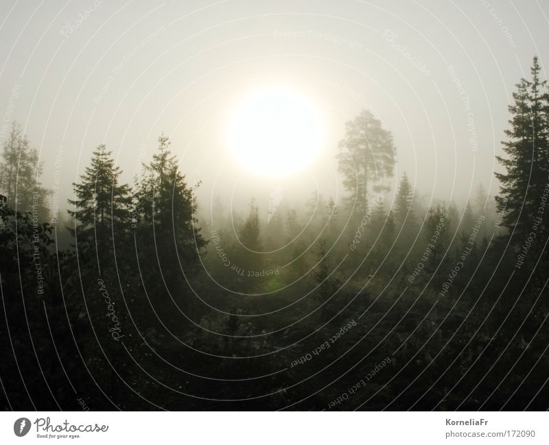 Nebelsonne Farbfoto Gedeckte Farben Außenaufnahme Menschenleer Textfreiraum oben Textfreiraum unten Morgen Natur Sonnenaufgang Sonnenuntergang Baum Wald