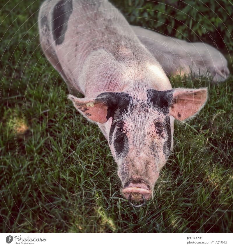 bissle gruaba Wiese Tier Haustier Nutztier 1 beobachten genießen liegen Erholung Schwein Nasenring scheckig Piercing Tattoo Farbfoto Außenaufnahme Nahaufnahme