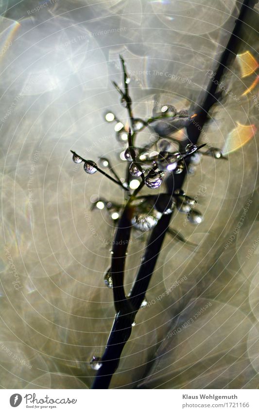 After the Rain, oder Dill im Morgenlicht Kräuter & Gewürze Umwelt Natur Pflanze Wasser Wassertropfen Frühling Sommer Herbst Klima Schönes Wetter Regen