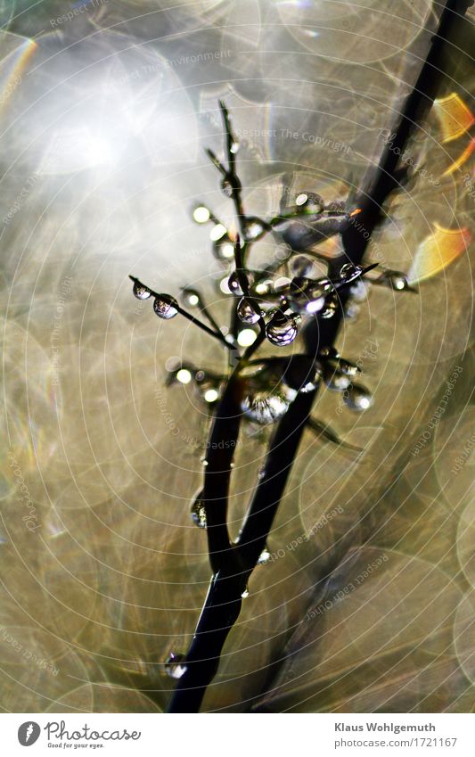 Regenwetter hat den Dill mit Tropfen überschüttet, Gegenlicht erzeugt hübsche Reflexe und Bokeh Regentropfen Tautropfen Dillkraut Schwache Tiefenschärfe Pflanze