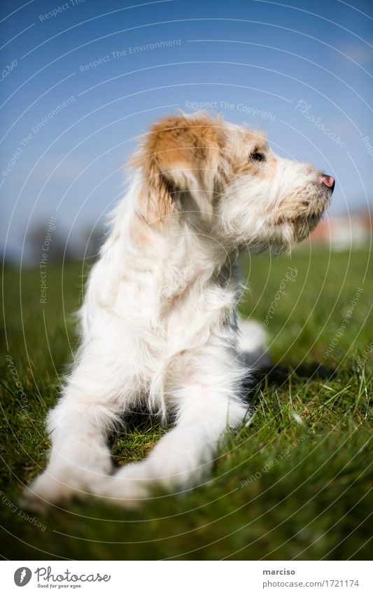 Komm fein! Tier Haustier Hund Tiergesicht Fell 1 niedlich braun weiß Freundschaft Farbfoto Außenaufnahme Sonnenlicht Unschärfe Wegsehen