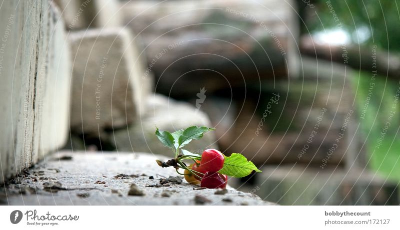 von Sonnen und süßen Kirschen Farbfoto mehrfarbig Außenaufnahme Detailaufnahme Textfreiraum links Tag Schwache Tiefenschärfe Starke Tiefenschärfe