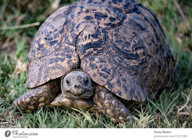 Portrait Landschildkröte Wildtier Schildkröte 1 Tier exotisch schön Panzer Riss alt groß Farbfoto Nahaufnahme Tierporträt Blick in die Kamera