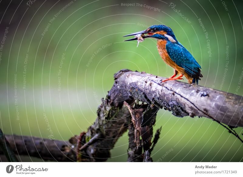 Eisvogel bei der Jagd Natur Tier Wildtier Vogel 1 fangen Fressen füttern exotisch glänzend blau braun mehrfarbig gefräßig elegant Kingfisher bunt fisch Farbfoto