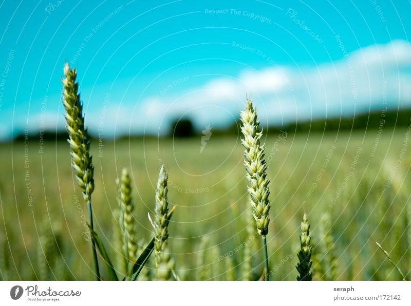 Cerealien Grasland Wiese Hayfield Landschaft Feld Ackerbau Roggen Weizen Müsli Himmel grain acre Freiheit Sommer Umwelt ökologisch eco Züchter Pflanze farm food