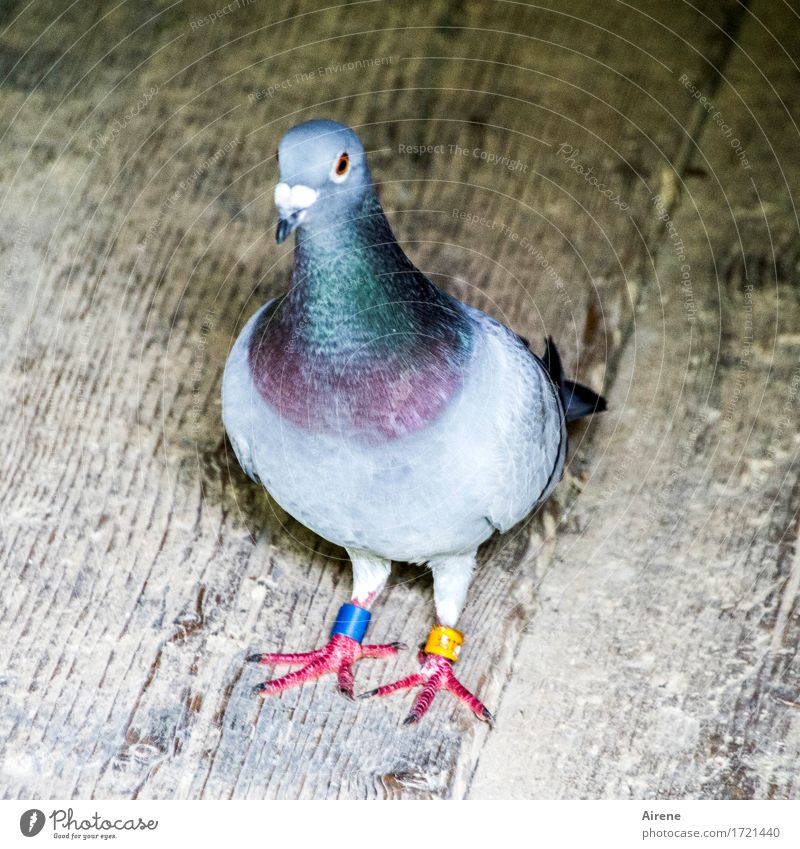 verwirrte taube Tier Vogel Taube 1 Ring Kreis beobachten gehen stehen frech lustig rebellisch blau gelb grau Design Farbe Idee Missgeschick Mode schreiten