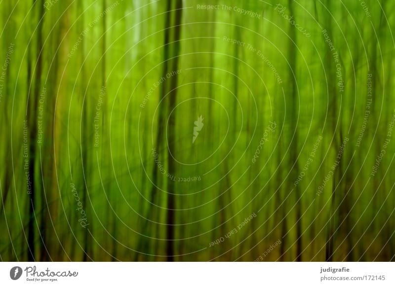 Wald Farbfoto Außenaufnahme Experiment abstrakt Strukturen & Formen Tag Unschärfe Umwelt Natur Landschaft Pflanze Tier Sommer Baum grün Angst träumen