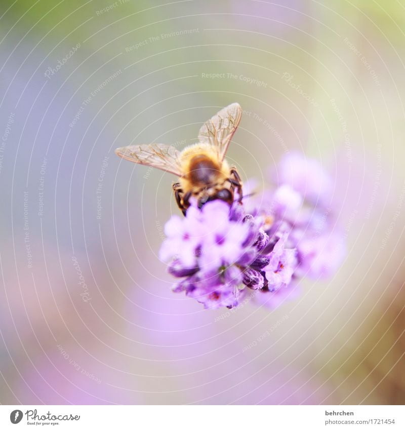 beflügelt Natur Pflanze Tier Schönes Wetter Blume Blatt Blüte Lavendel Garten Park Wiese Wildtier Biene Tiergesicht Flügel 1 beobachten Blühend Duft Erholung