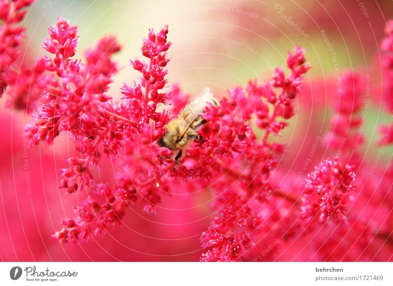 überwacht | verstecken bringt nix Natur Pflanze Tier Sommer Schönes Wetter Blume Blatt Blüte Garten Park Wiese Biene Flügel 1 Blühend Duft fliegen Fressen schön