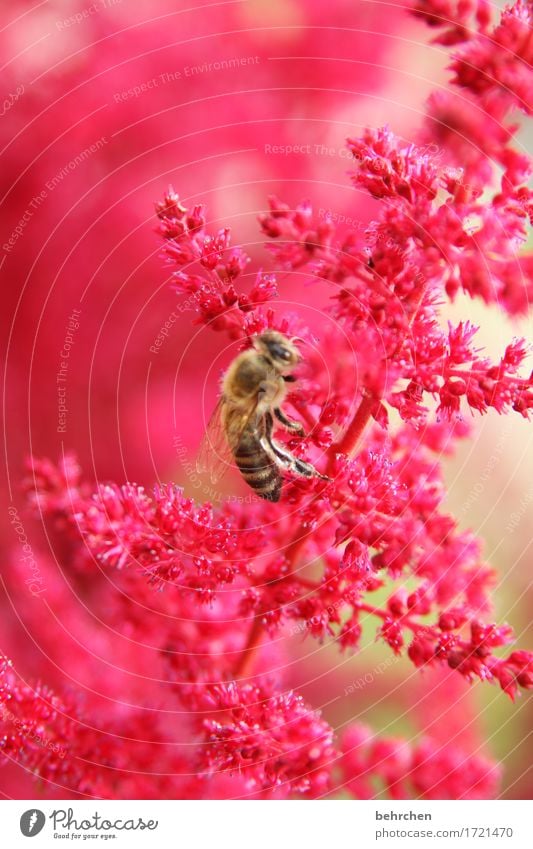 bienchen Natur Pflanze Tier Sommer Blume Blatt Blüte Garten Park Wiese Wildtier Biene Tiergesicht Flügel 1 beobachten Blühend Duft fliegen Fressen schön klein