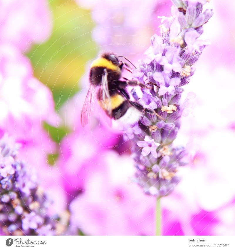 its summertime! Natur Pflanze Tier Sommer Schönes Wetter Blume Blatt Blüte Lavendel flox Garten Park Wiese Wildtier Tiergesicht Flügel Hummel 1 Blühend Duft