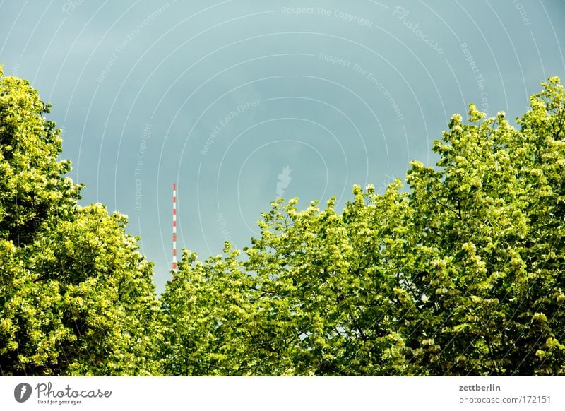 Linden Hauptstadt Regierungssitz Baum Laubbaum Allee Straße Hauptstraße strasse unter den linden Berliner Fernsehturm Antenne alex Alexanderplatz Himmel Sommer