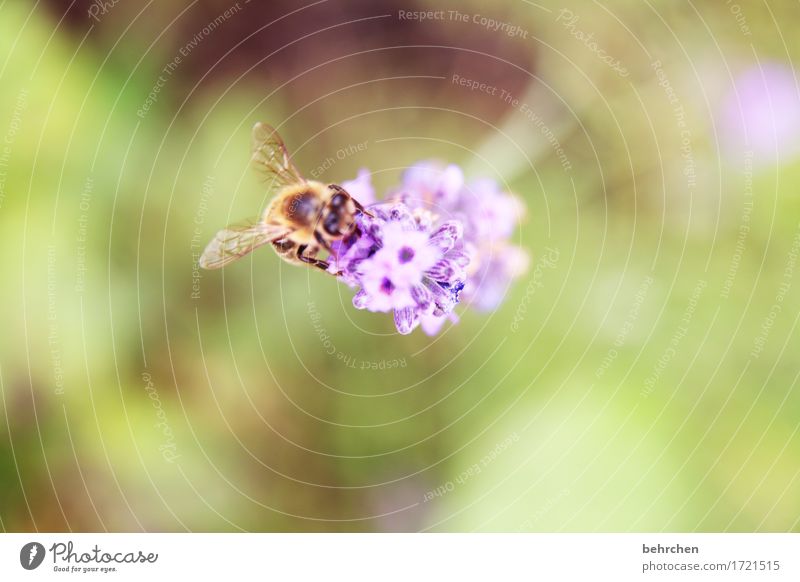 lecker lavendel Natur Pflanze Tier Sommer Schönes Wetter Blume Blatt Blüte Lavendel Garten Park Wiese Wildtier Biene Tiergesicht Flügel 1 Blühend Duft fliegen