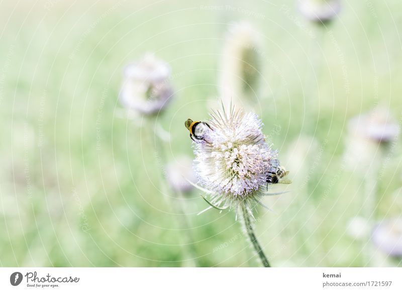 Schwäbische Landpartie | Hummelhinternstreicheln Wellness Leben harmonisch Wohlgefühl Zufriedenheit Sinnesorgane ruhig Umwelt Natur Pflanze Tier Sonnenlicht