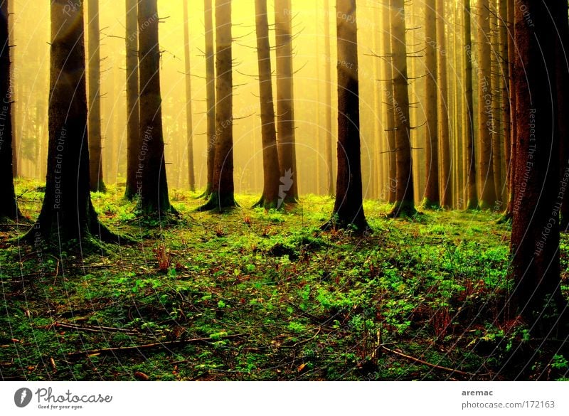 Licht im Wald Farbfoto Außenaufnahme Menschenleer Morgen Silhouette Sonnenlicht Natur Landschaft Pflanze Erde Sonnenaufgang Sonnenuntergang Frühling Wetter