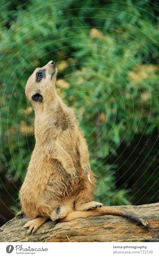 neugierig? Farbfoto Außenaufnahme Textfreiraum rechts Textfreiraum oben Tag Zentralperspektive Tierporträt Blick nach oben Savanne Afrika Wildtier Zoo