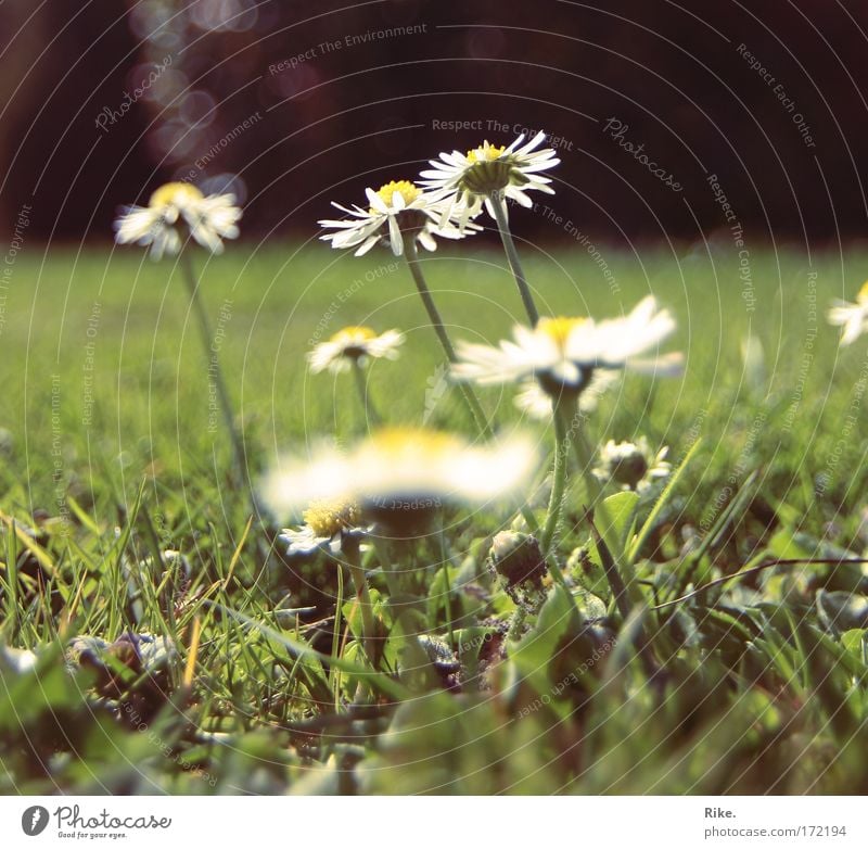 Der Sonne entgegen. Farbfoto Außenaufnahme Menschenleer Textfreiraum unten Tag Sonnenlicht Sonnenstrahlen Froschperspektive Umwelt Natur Pflanze Erde Frühling