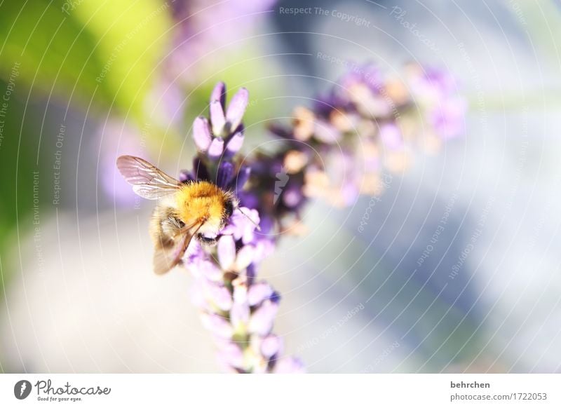 sommermelodie Natur Pflanze Tier Sommer Blume Blatt Blüte Lavendel Garten Park Wiese Wildtier Biene Flügel 1 beobachten Blühend Duft fliegen Fressen schön klein