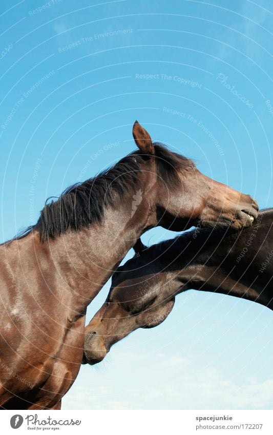 Happy horses Farbfoto Außenaufnahme Hintergrund neutral Tag Sonnenlicht Froschperspektive schön Reiten Tier Pferd 2 Tierpaar berühren Zusammensein genießen