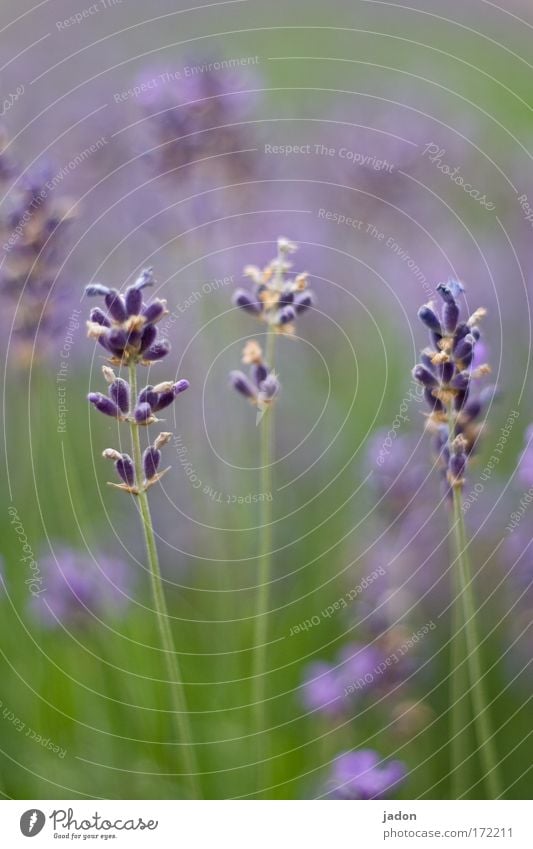 Lavendel Farbfoto Nahaufnahme Textfreiraum oben Textfreiraum unten Tag Silhouette Schwache Tiefenschärfe Parfum Duft Pflanze Sommer Blütenpflanze Blühend