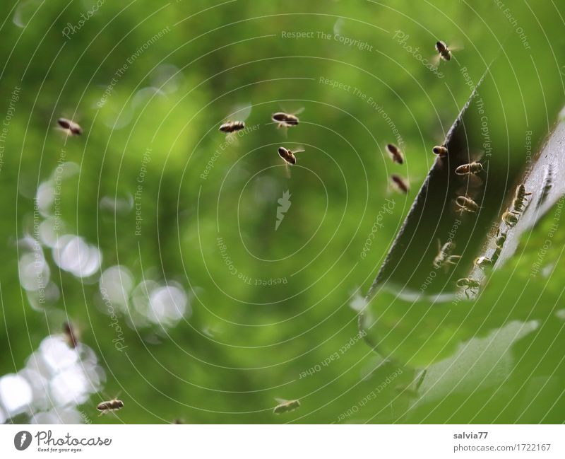 Schwärmerei Umwelt Natur Pflanze Tier Sommer Baum Blatt Grünpflanze Wald Nutztier Biene Honigbiene Bienenstock Schwarm fliegen krabbeln grün fleißig