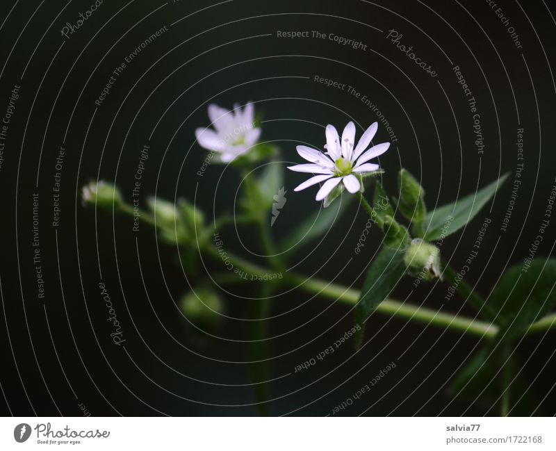 zarte Sternchen Kräuter & Gewürze Natur Pflanze Blatt Blüte Wildpflanze ästhetisch Duft Gesundheit schön klein Spitze grün schwarz weiß Design Leichtigkeit