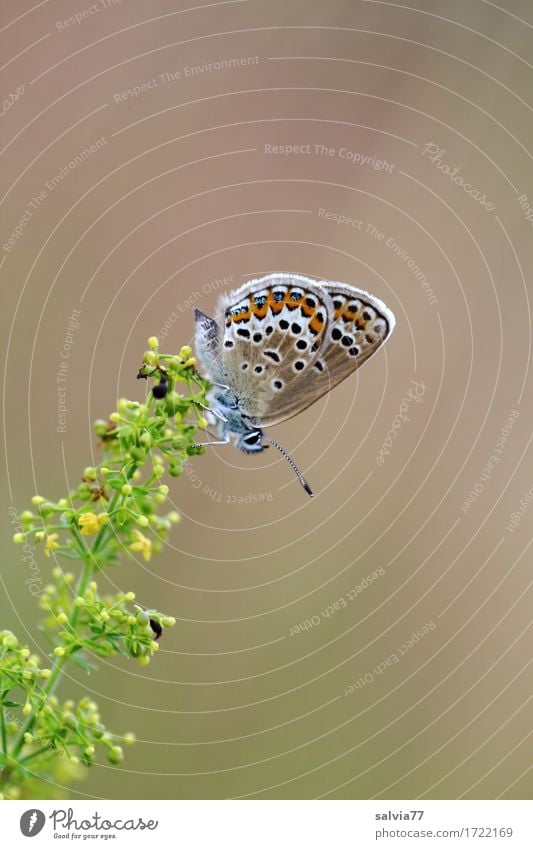 Mach mal Pause Natur Pflanze Tier Sommer Blume Blüte Schmetterling Flügel Insekt Bläulinge 1 Duft oben schön braun gelb grün ästhetisch Glück Idylle ruhig