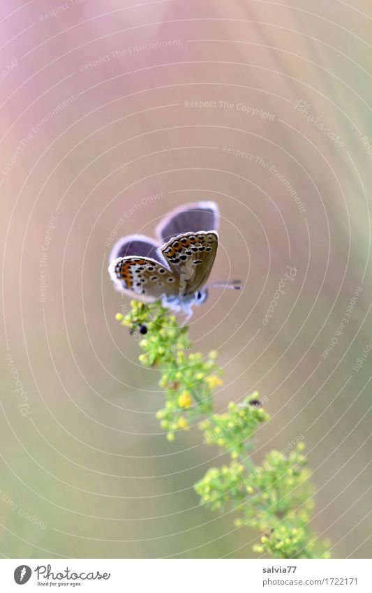 Leichtigkeit Umwelt Natur Pflanze Tier Sommer Blüte Wildpflanze Moor Sumpf Wildtier Schmetterling Flügel Insekt Bläulinge tagfalter 1 Blühend Duft genießen