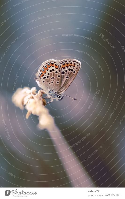 am Ende des Tages harmonisch ruhig Umwelt Natur Tier Himmel Sommer Gras Halm Schmetterling Flügel Bläulinge 1 klein niedlich oben blau braun grau Stimmung Glück