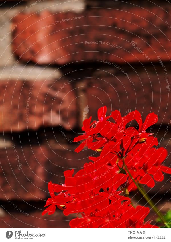 Ruhrpottgeranie Natur Pflanze Sonnenlicht Sommer Schönes Wetter Blüte Topfpflanze Pelargonie Haus Gebäude Mauer Wand Fassade Stein Backstein Blühend hängen