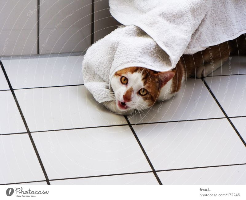 Schlossgespenst Farbfoto Innenaufnahme Tag Starke Tiefenschärfe Zentralperspektive Tierporträt Blick in die Kamera Wellness Handtuch Haustier 1 genießen kämpfen