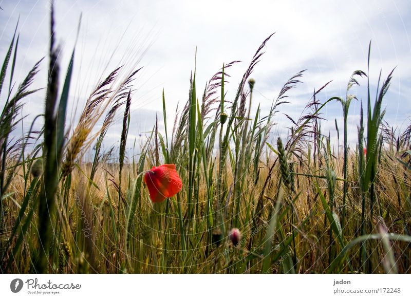 sommer Farbfoto Außenaufnahme Nahaufnahme Froschperspektive Bioprodukte harmonisch Pflanze Sommer Blume Nutzpflanze Feld Kornfeld Blühend ästhetisch natürlich