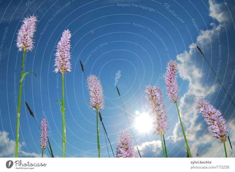 what a beautyful day Umwelt Natur Pflanze Himmel Wolken Gewitterwolken Sonne Sommer Klima Schönes Wetter Gras Blüte Wildpflanze Wiese Blühend Wachstum blau grün