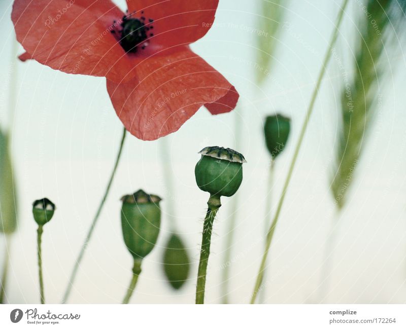 Mohnika Farbfoto Abend Dämmerung Umwelt Natur Landschaft Pflanze Himmel Schönes Wetter Blume Gras Sträucher Blüte Grünpflanze Klima Mohnblüte Rauschmittel opium