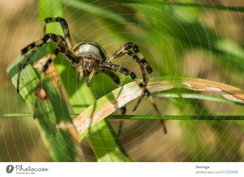 Wespenspinne Pflanze Tier Sommer Gras Garten Park Wiese Feld Wald Wildtier Spinne Tiergesicht 1 fangen krabbeln Spinnennetz Spinnenbeine Farbfoto mehrfarbig