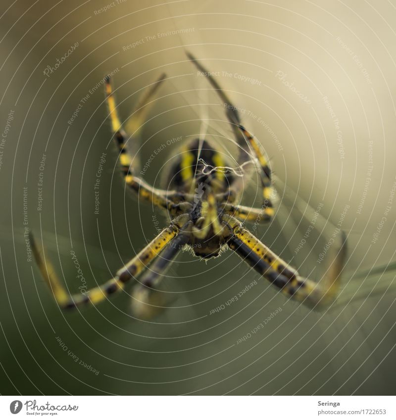 Kopfüber Tier Wildtier Spinne Tiergesicht 1 Bewegung Fressen Wespenspinne Insekt Hängen Spinnennetz Farbfoto Gedeckte Farben Außenaufnahme Nahaufnahme