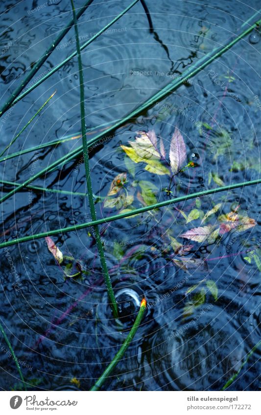 fall Außenaufnahme Experiment Muster Umwelt Wasser Wassertropfen Regen Seeufer nass blau Natur pfütze